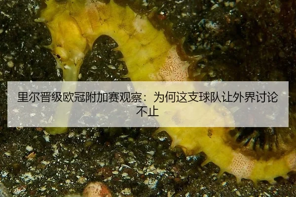 里尔晋级欧冠附加赛观察：为何这支球队让外界讨论不止